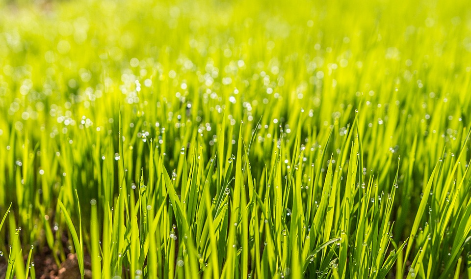 Grass