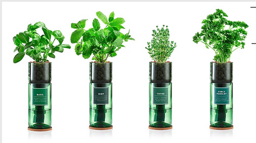 Hydro Herb/Niwa Terrariums