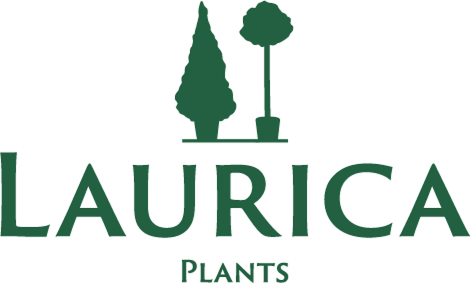 Laurica Plants