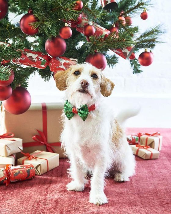 Christmas Entertainment 2022 Christmas Entertainment Pooch Bow Tie - Autumn Fair 2022 - 4-7 September  2022