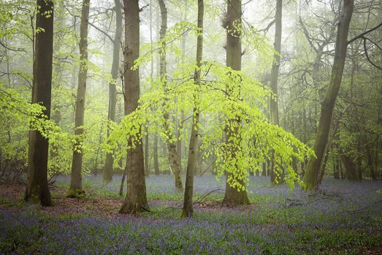 Self isolation well-being - turn to nature