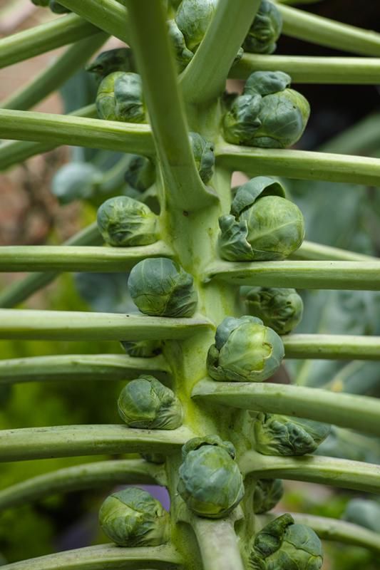 Brussels-sprouts.jpg