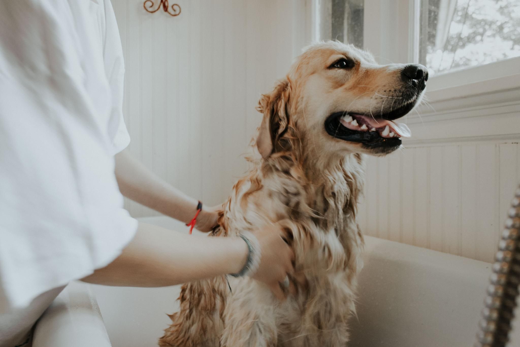 dog having a bath