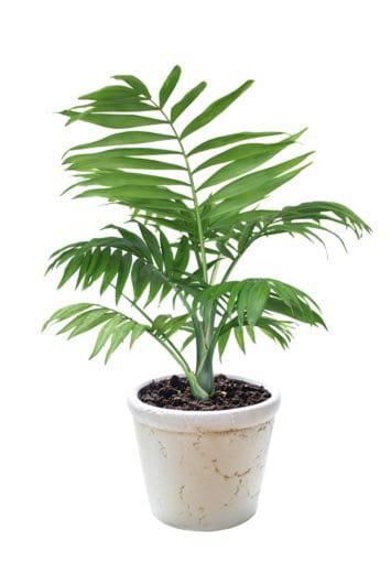 bamboo palm plant