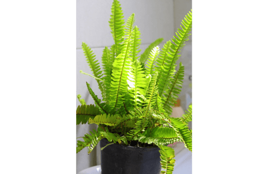 boston fern