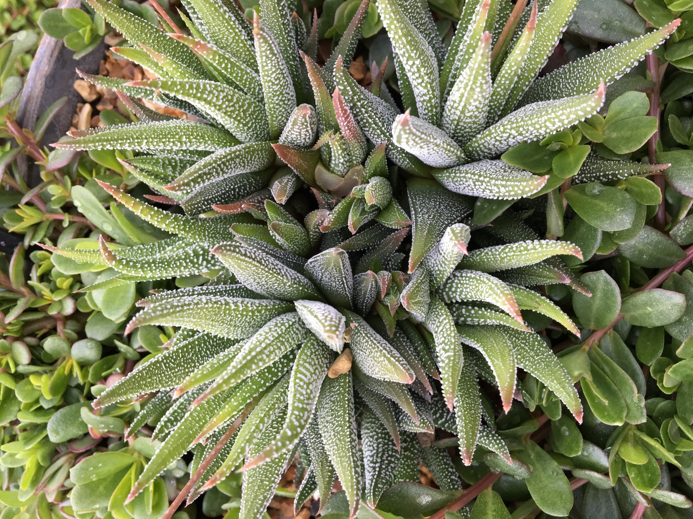 Millennial Garden