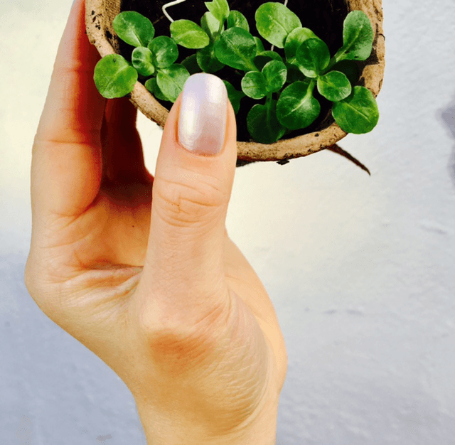 Millennial Garden