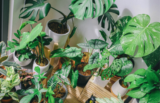 Which plants are the most Instagrammable?
