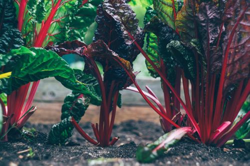 Growing media category is ripe for growth as suppliers get ready to unveil latest eco-friendly compost formulations