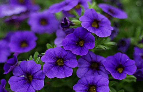 The 8 most popular bedding plants for summer