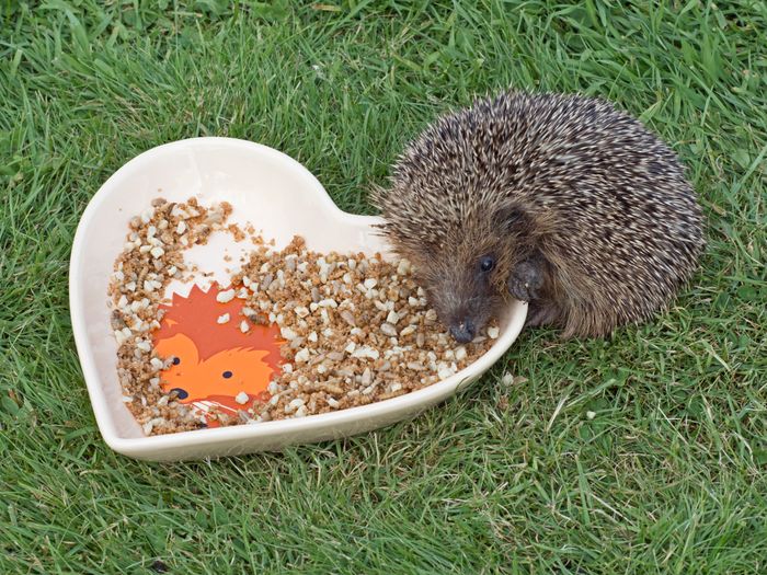 I Love Hedgehogs GLEE BIRMINGHAM 2020