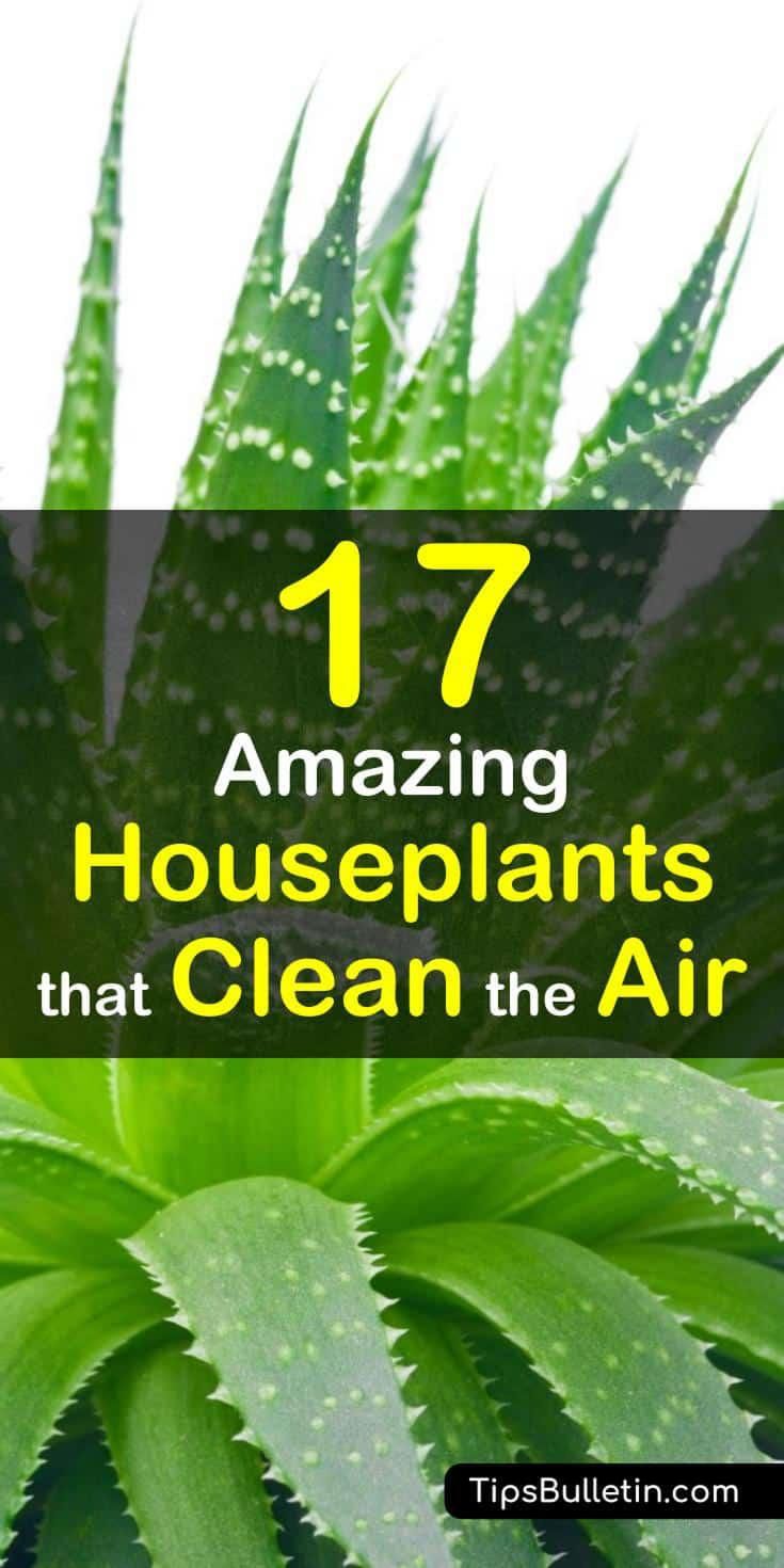 plants that clean air