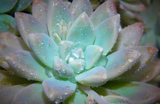 succulent princess blue