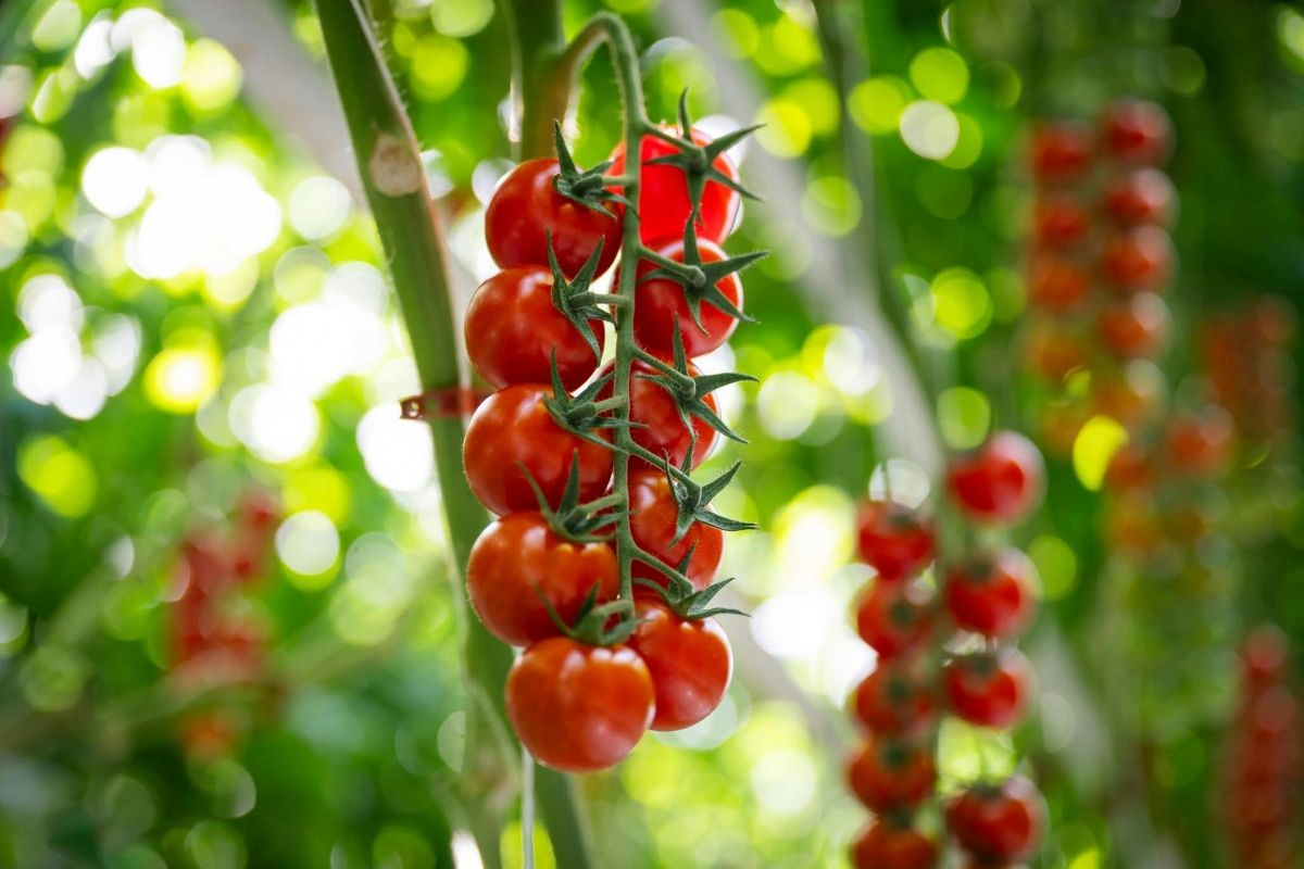 tomato