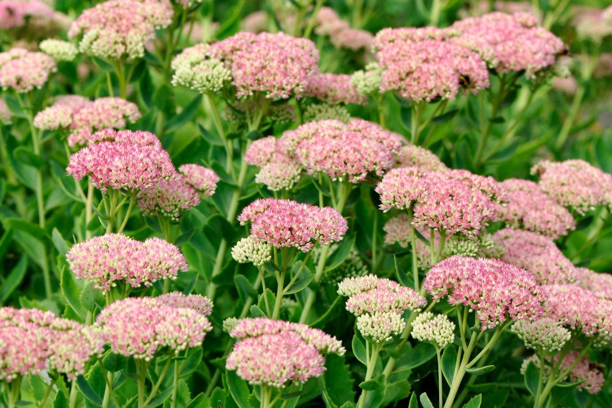 sedum