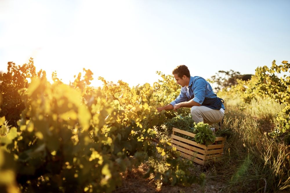 Crop Yield Climate Change Horticulture