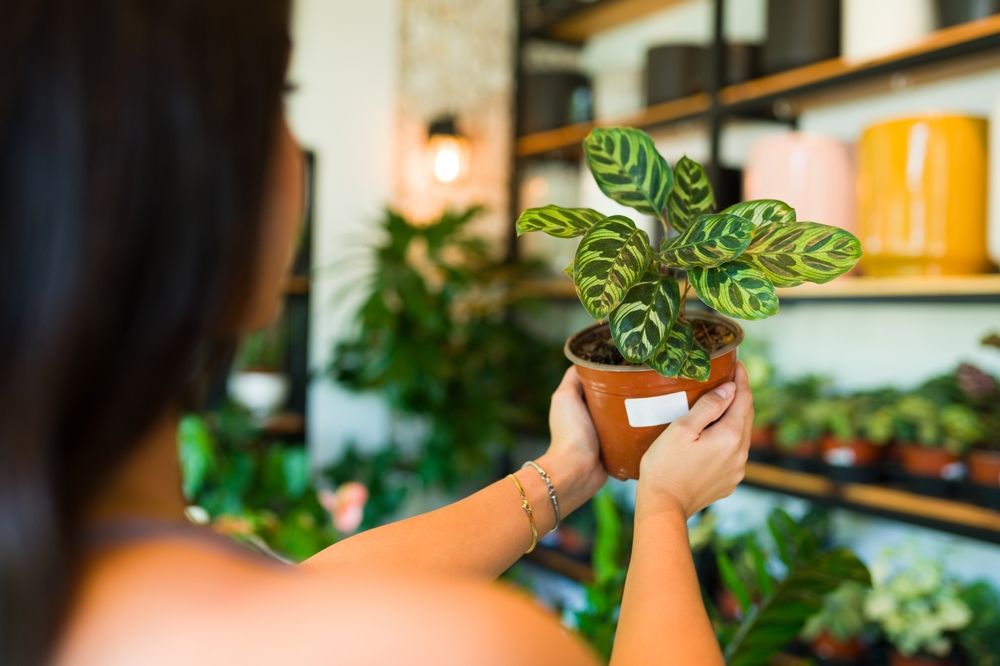 identify plants ai