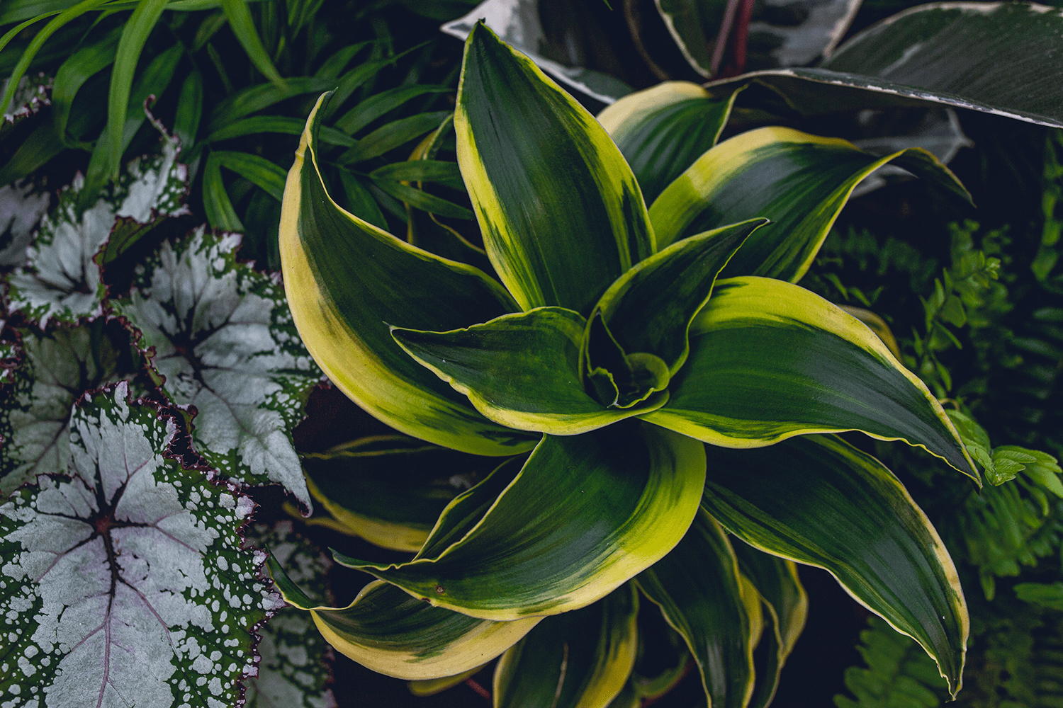 Indoor plants at Glee plant sector