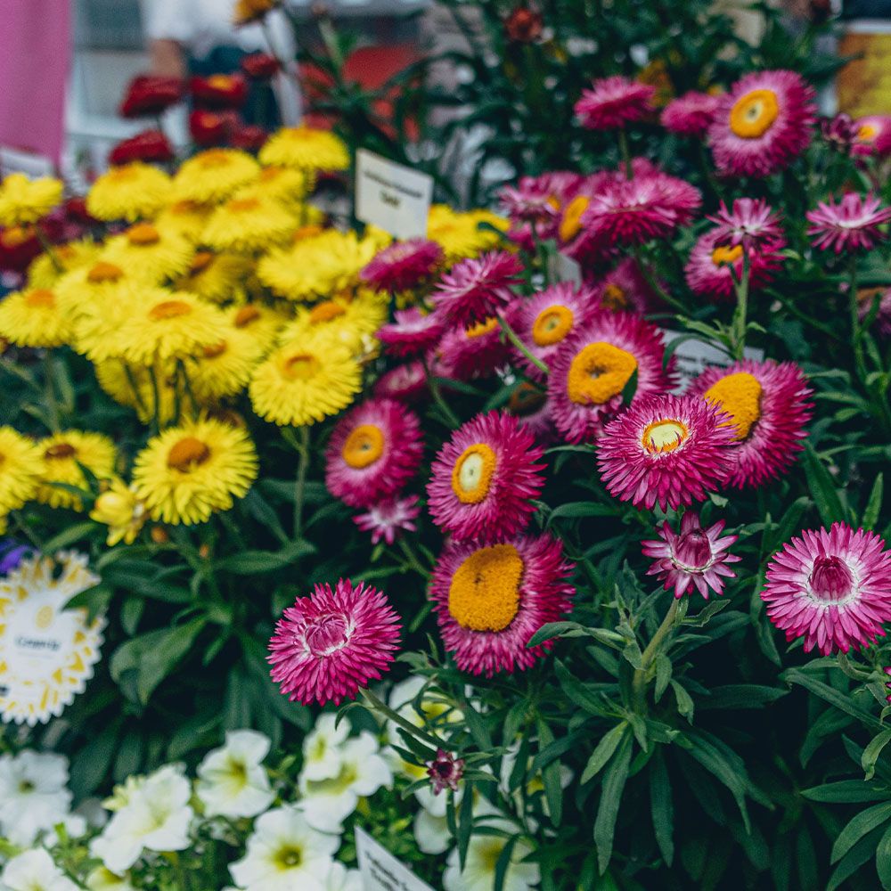 Flowers at Glee Green Heart display