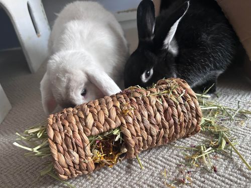 Hoppy Pets Catalogue