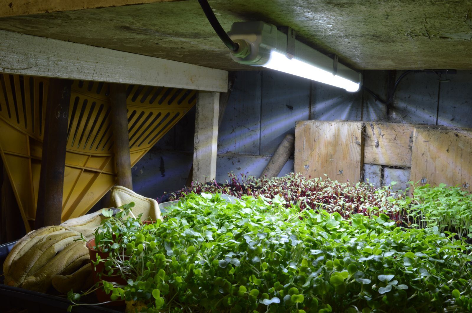 TREVI-15W-SINGLE-UK LED GROW LIGHT