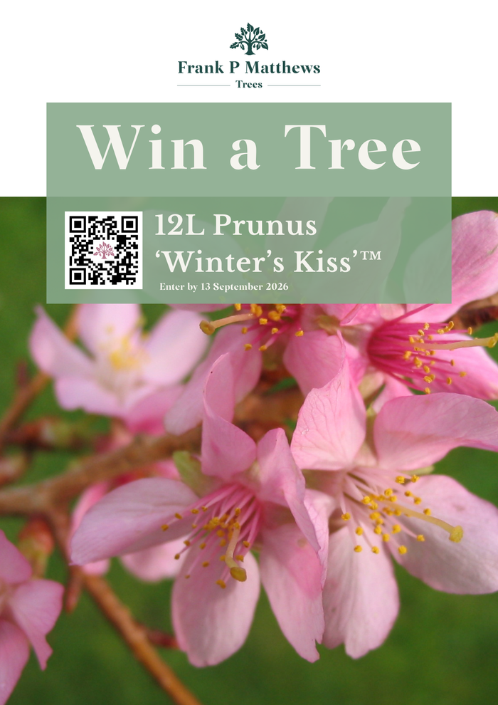 Scan to Win a a 12L Prunus  ‘Winter’s Kiss’™ flowering cherry