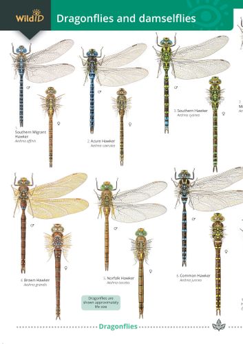 Dragonflies: a new WildID guide