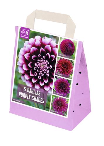 Shades of Colour Dahlia - Summer Flowering