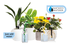 Indoor Plant Water Kit - 4 pack