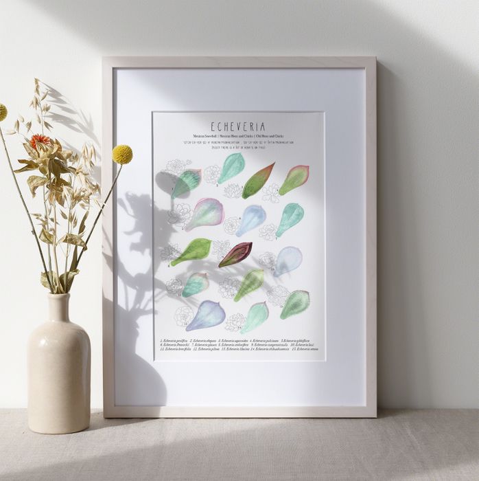 Illustrated A4 Plant Prints