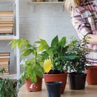 Pot Plant Insect Trap