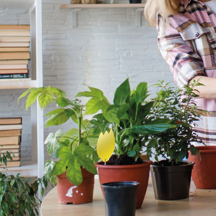 Pot Plant Insect Trap
