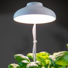 Grow Lamps