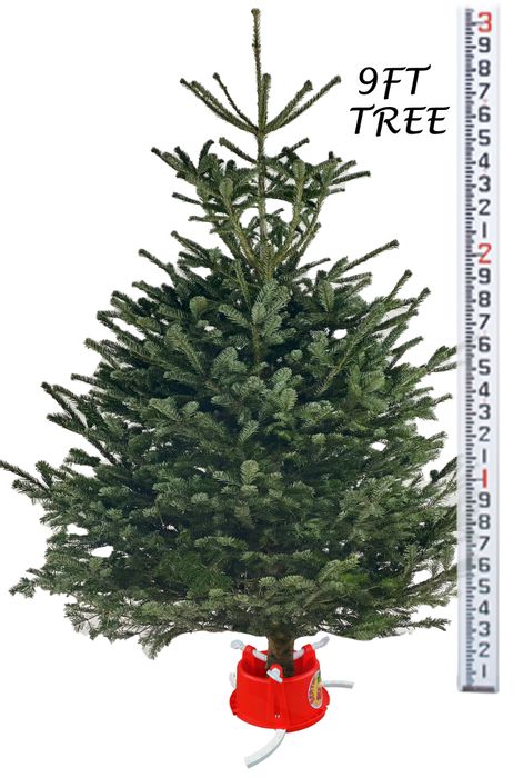 Bertie - Christmas tree stand