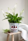 Festive pots and planters