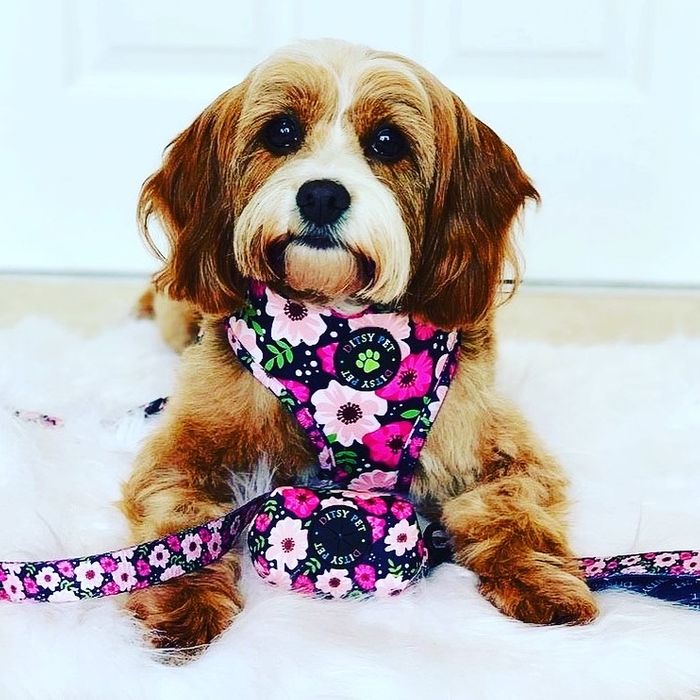Harriet Soft Adjustable Dog Harness