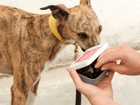 Dog Treats & Chews - Eco-Friendly & Healthy
