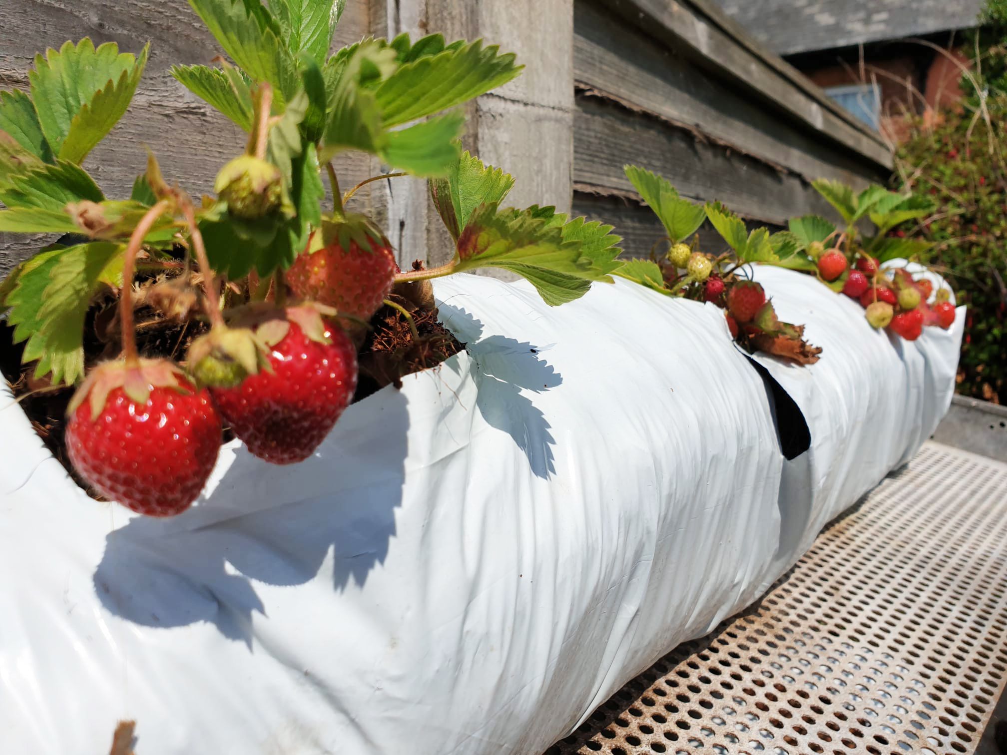 Carbon Neutral Coir Growbags