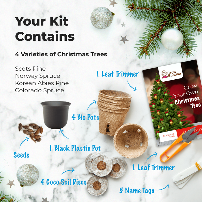 Grow Your Own Christmas Kit