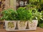 Eco Bamboo Pots
