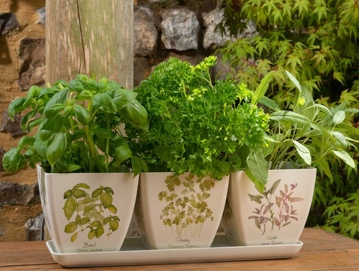 Eco Bamboo Pots