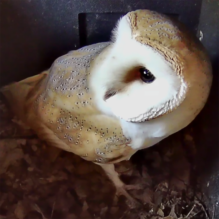 Wired Network Bird Box Camera