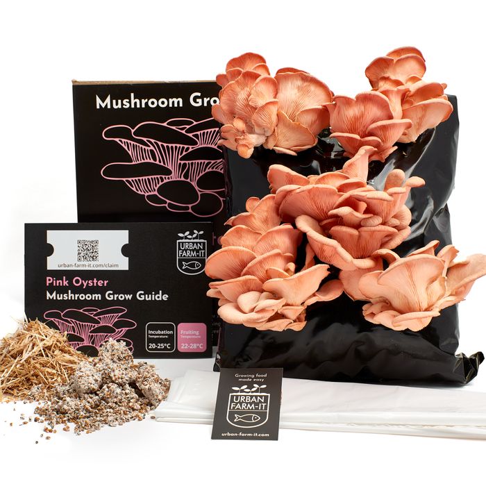 Oyster Mushroom Growing Kit