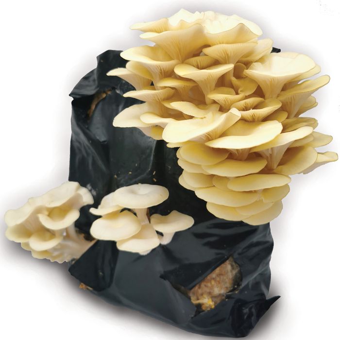 Oyster Mushroom growing kit