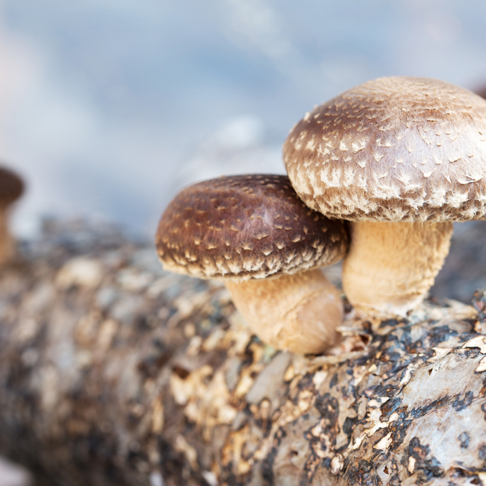Shiitake Mushroom Log Growing Kit