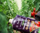 PlantGrow Super Tomato Food