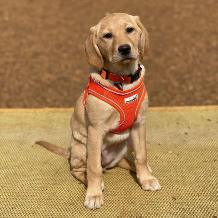 Snappy Dog Harness