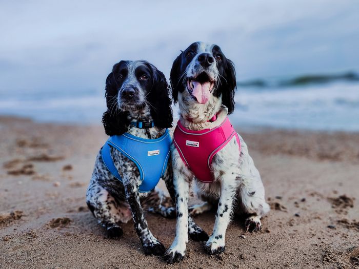 Snappy Dog Harness