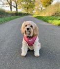 Snappy Dog Harness