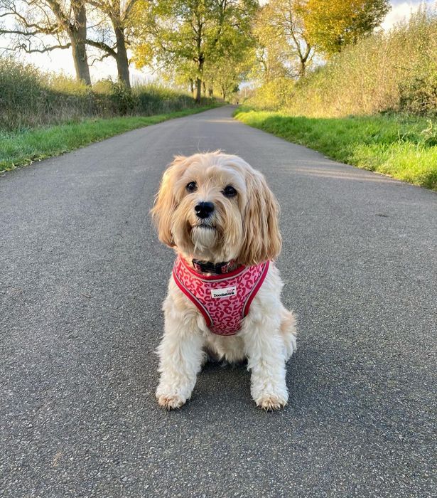 Snappy Dog Harness